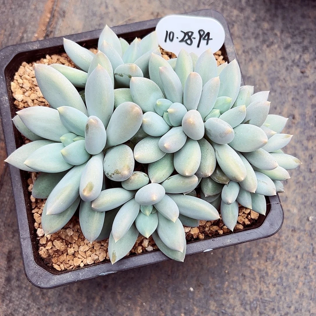 糖****1028-94黄胖体哥特