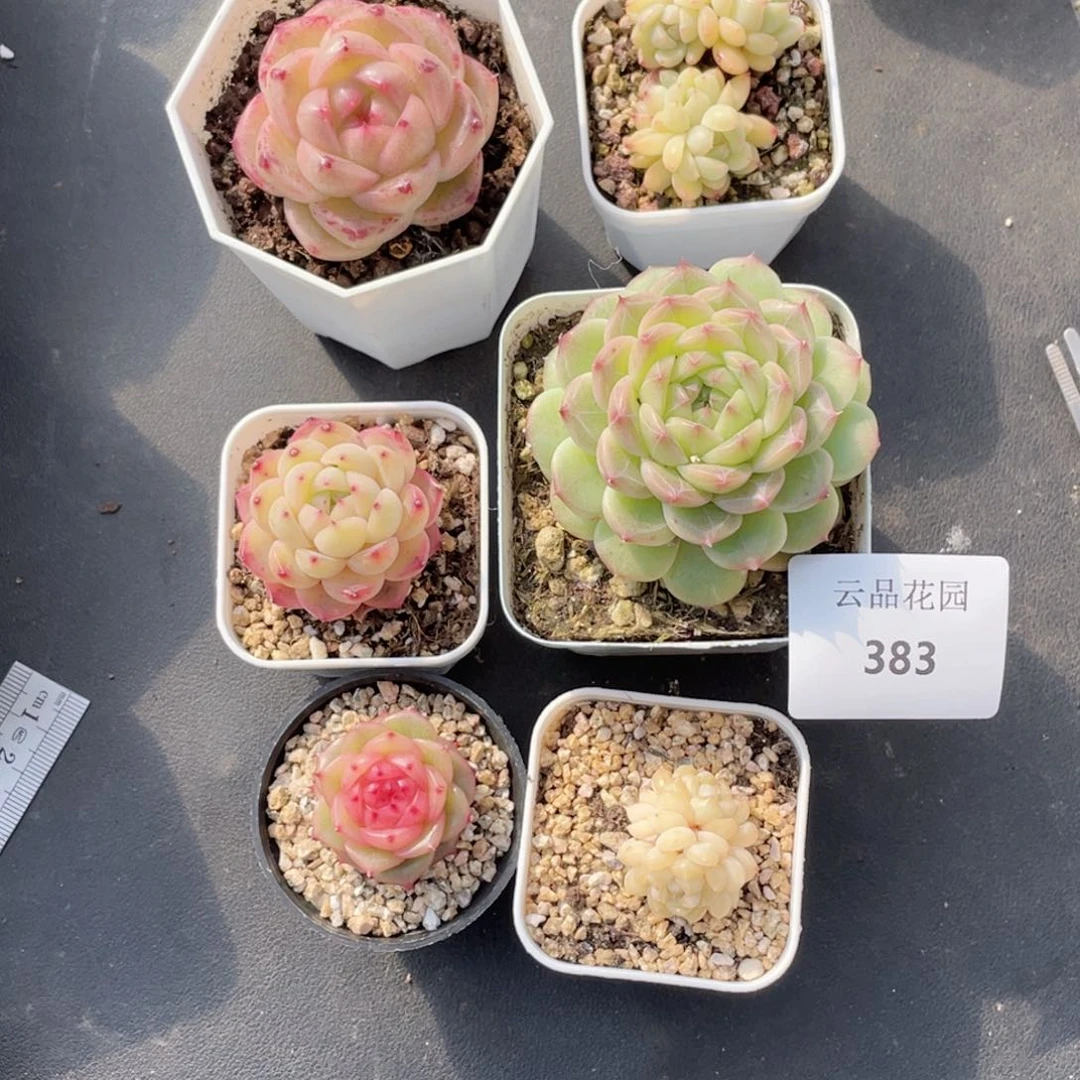 醉***起383号糖心冰心珍妮6