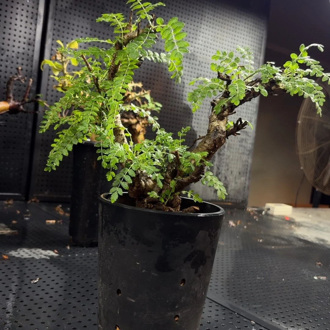 尼乐达乳香366699666666999