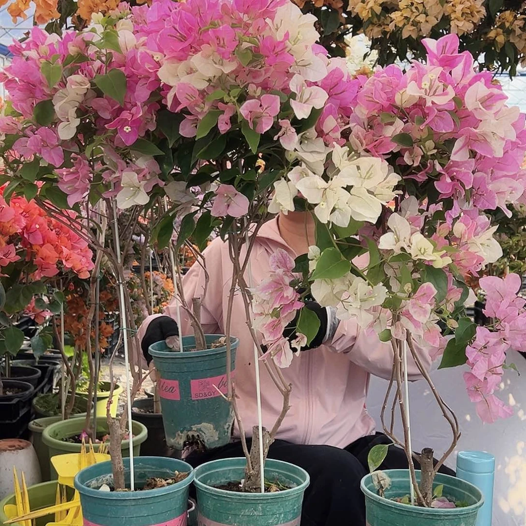 大部分花苞少量开放广红樱棒棒糖带竹一棵