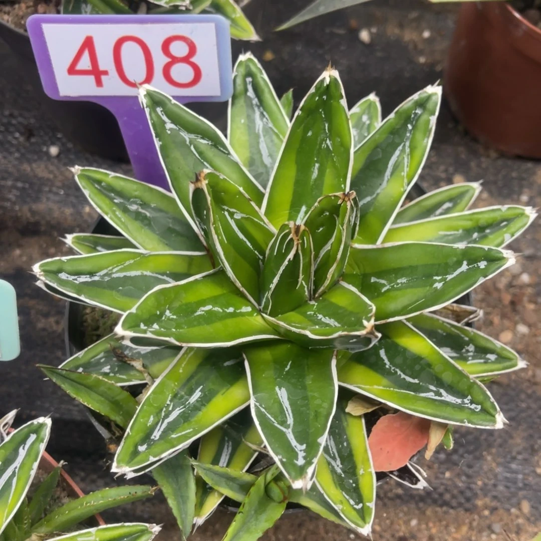 辉山锦龙舌兰408号