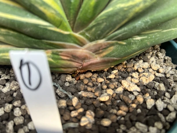 自养数年恐龙卧牛锦直径28厘米左右