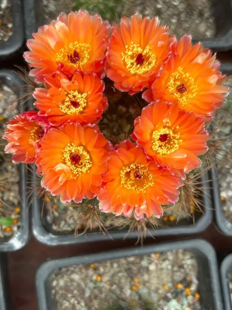 红花青丸    仙人球漳州基地直发  室内外绿植好养盆栽 办公室养