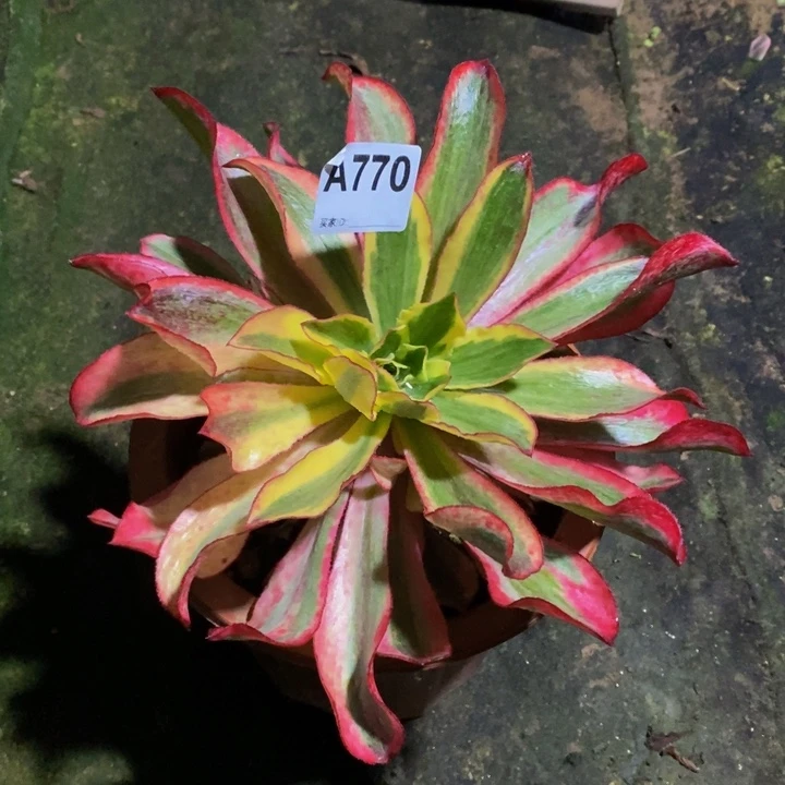 魅影多肉植物770