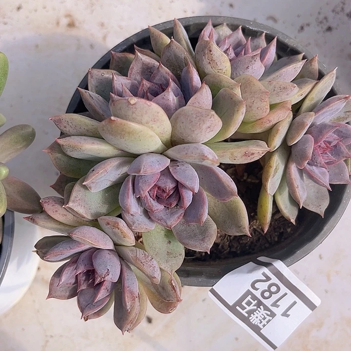 紫薰朵朵1182多肉植物