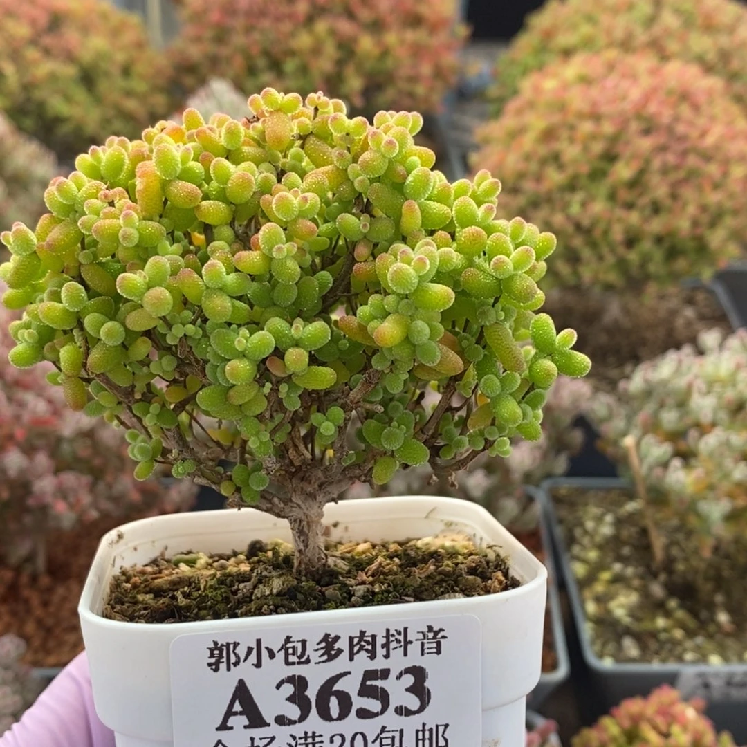 金橘糖球3653枝干番杏