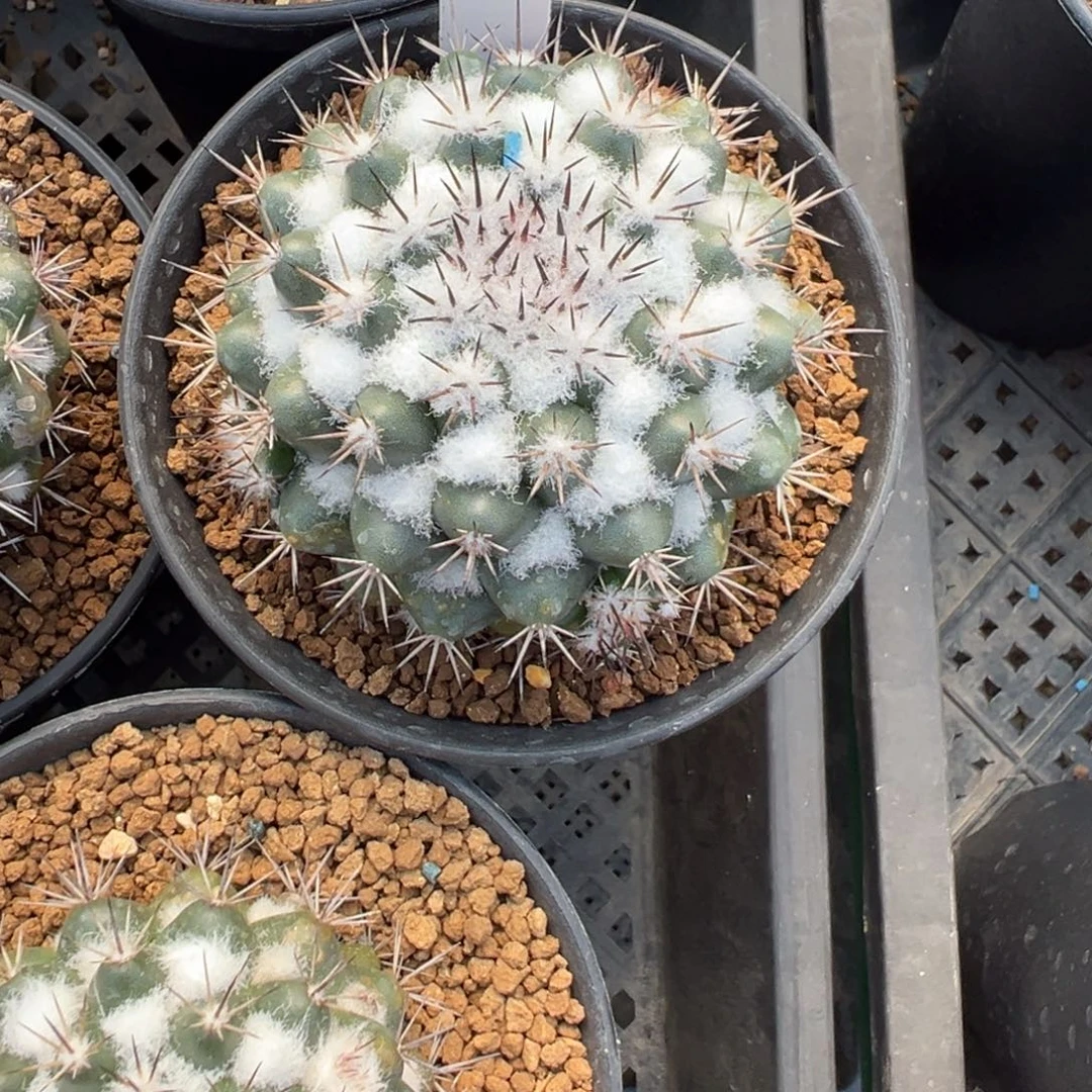 133带崽茶先丸多肉植物带盆土