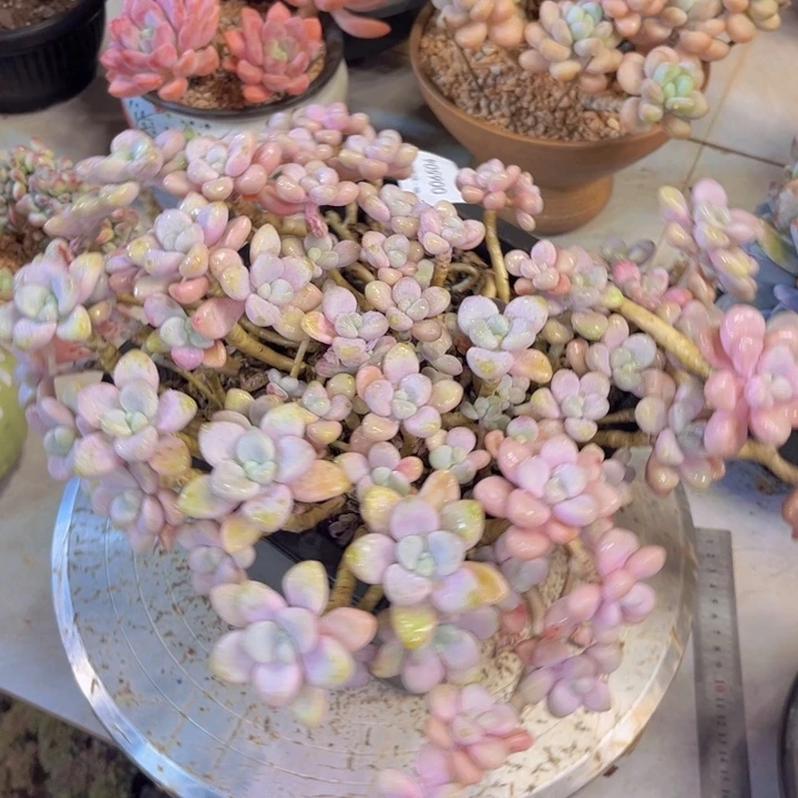 霸****多肉一物一拍6504