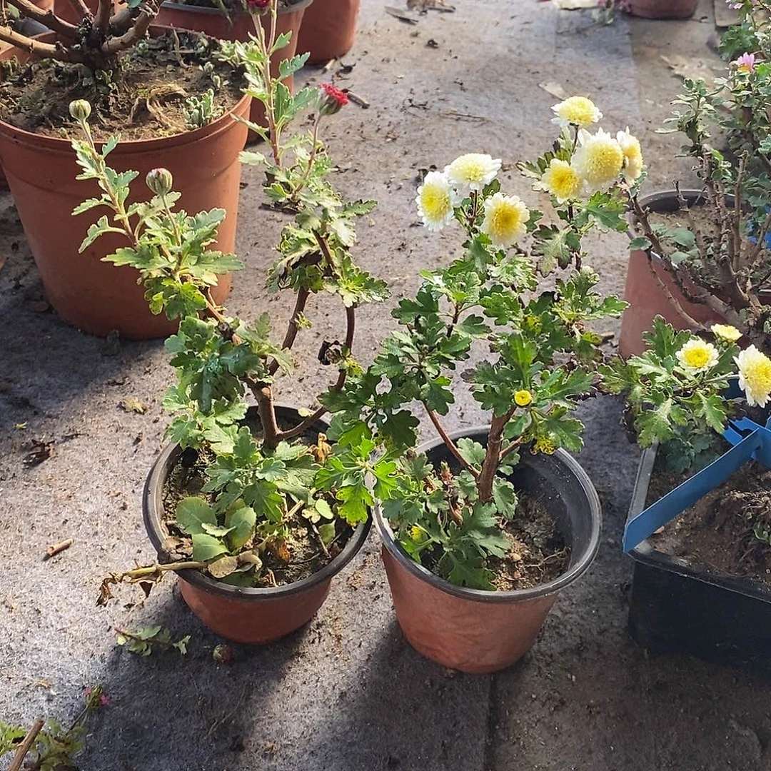 老****完全开放两颗菊花盆景