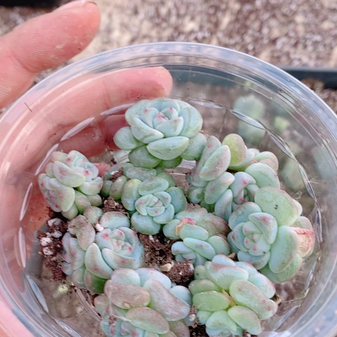 多肉植物精品切糕B339