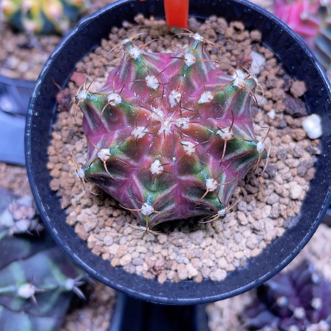 1-2米哈轮回3.9厘米