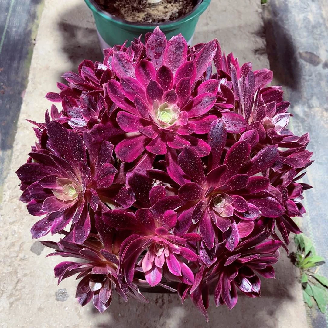 法师多肉哈哈哈哈哈