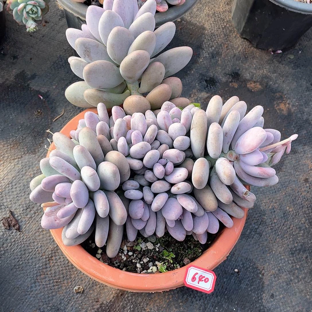 640桃美人一物一拍多肉