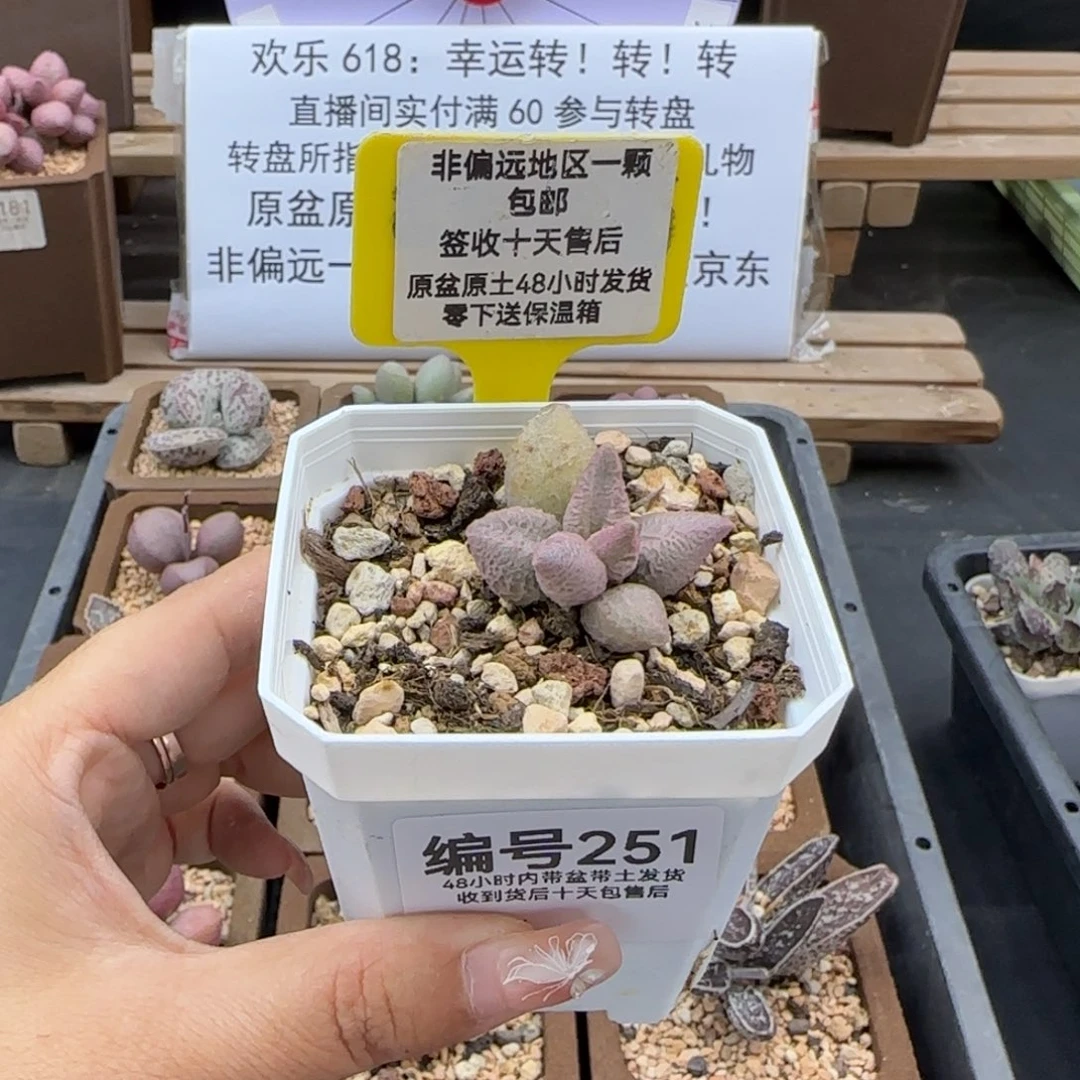 251融冰多肉植物