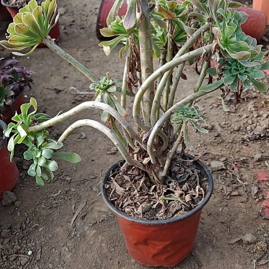 原始绿加急发货了8