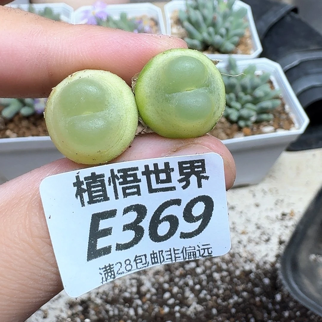 多肉植物的人生fghb