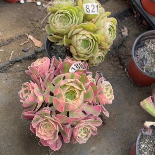 2颗小法师多肉植物