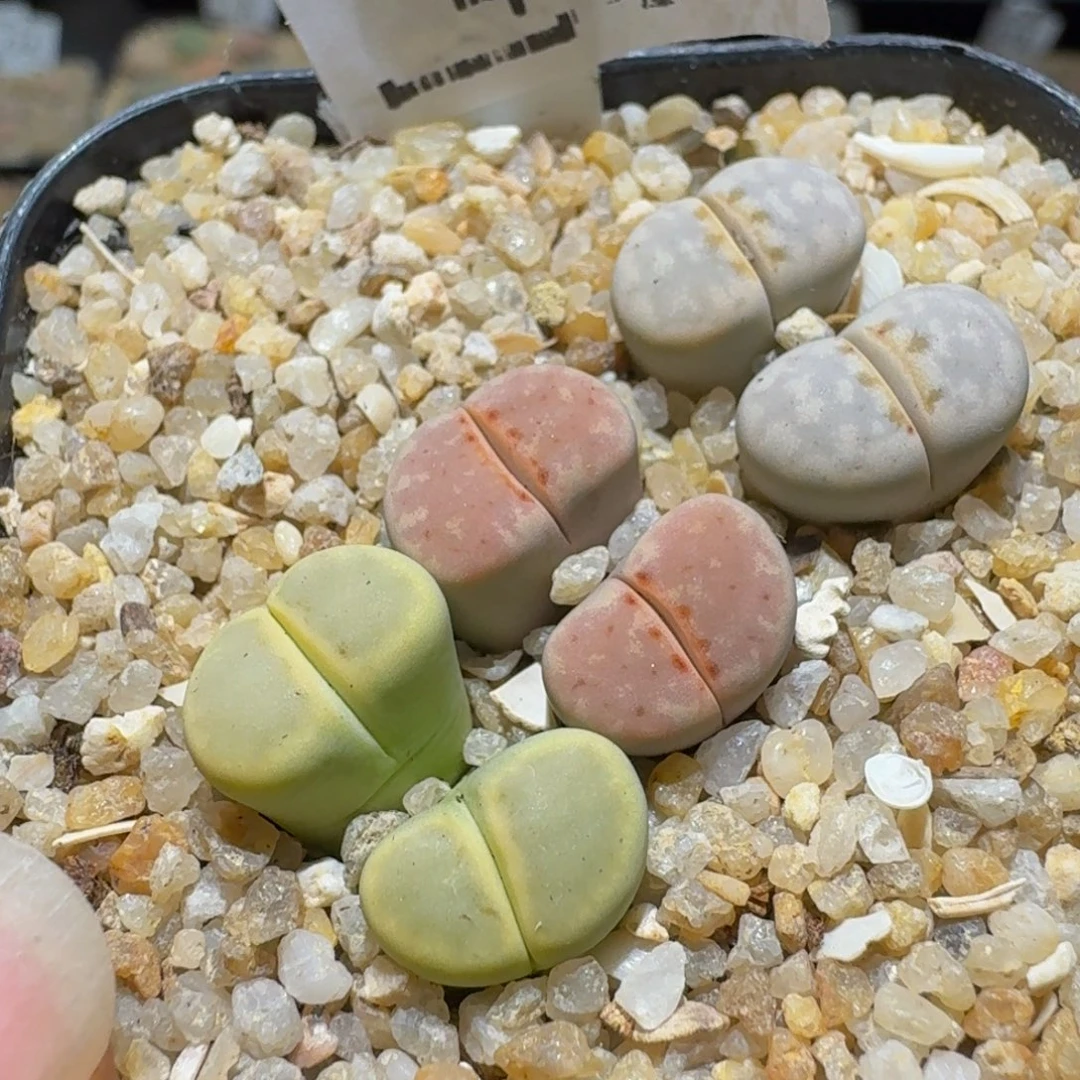 Sss绝子生石花468