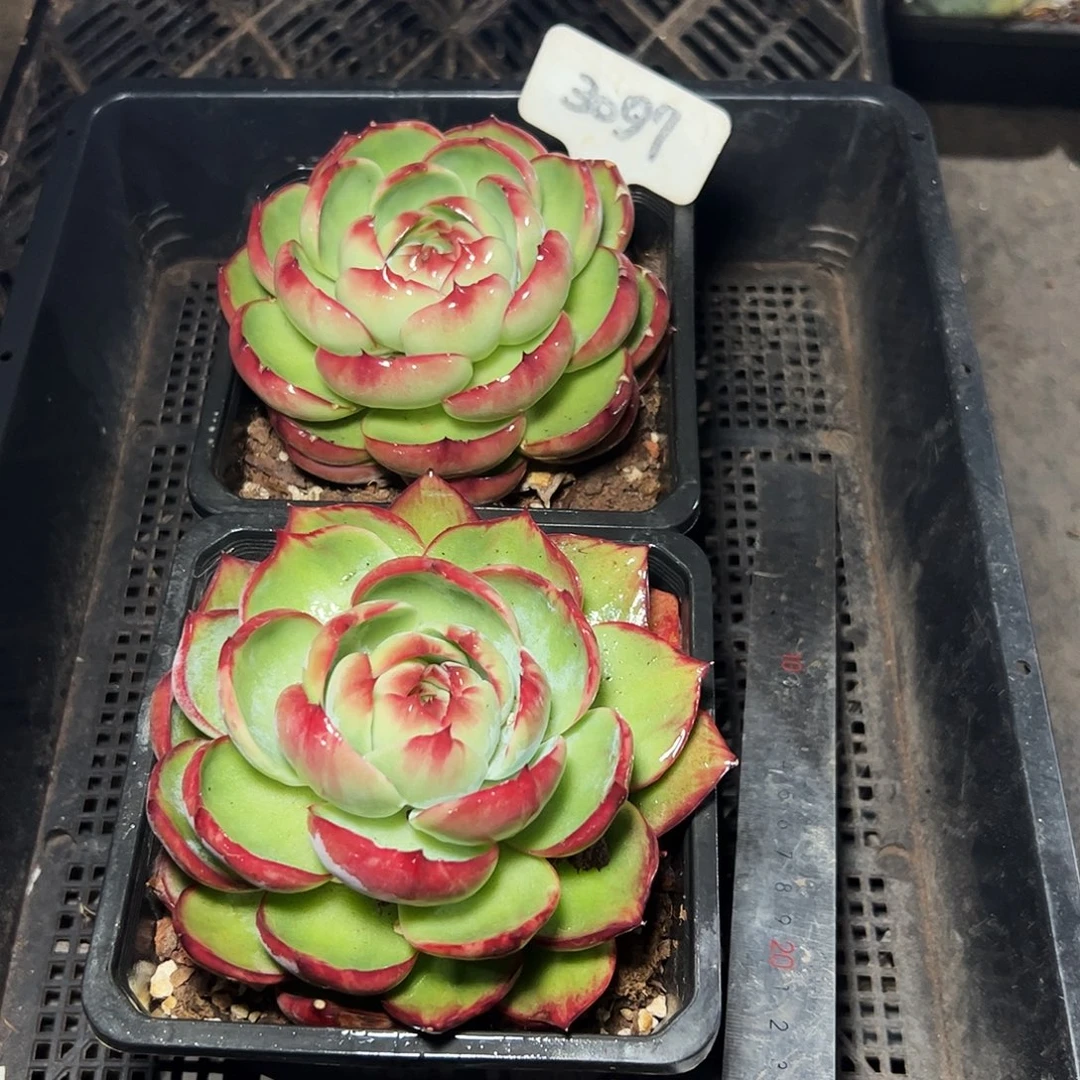 惊鸿仙子一物一拍3097号