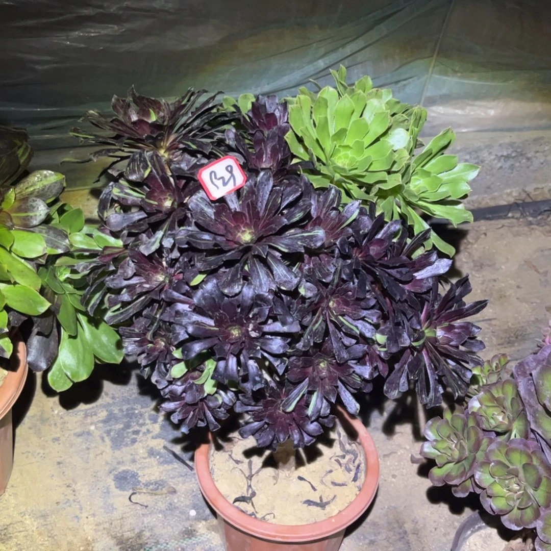 929多肉植物水墨丹青
