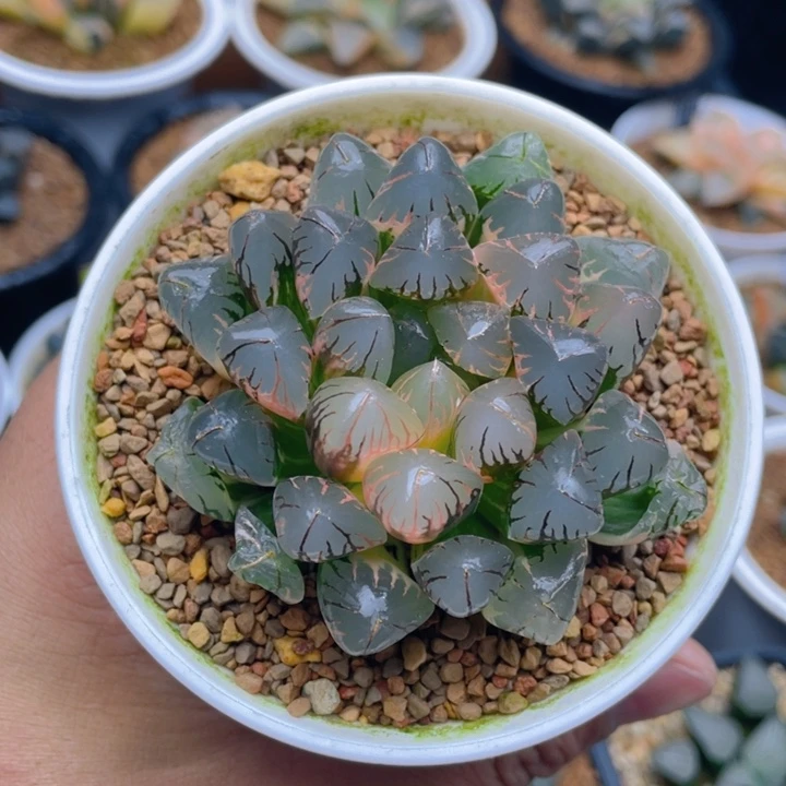 灵犀玉露锦十二卷