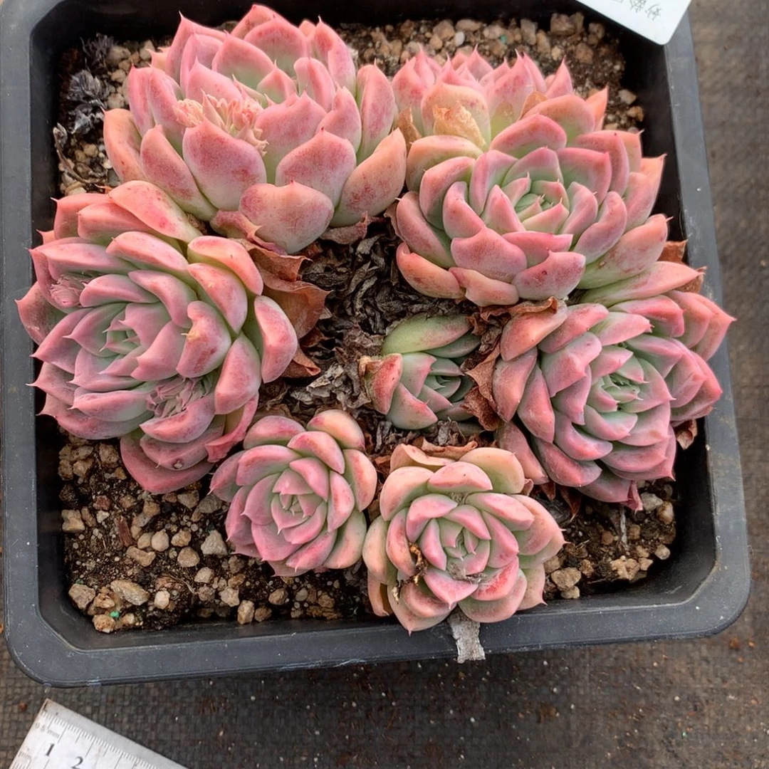 5934杂交精品基地16厘米