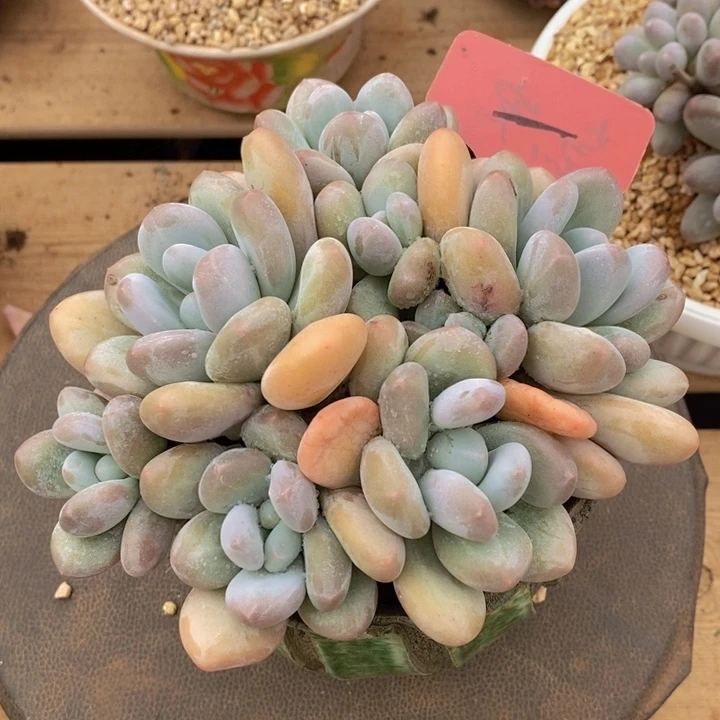 是因为她太喜欢了