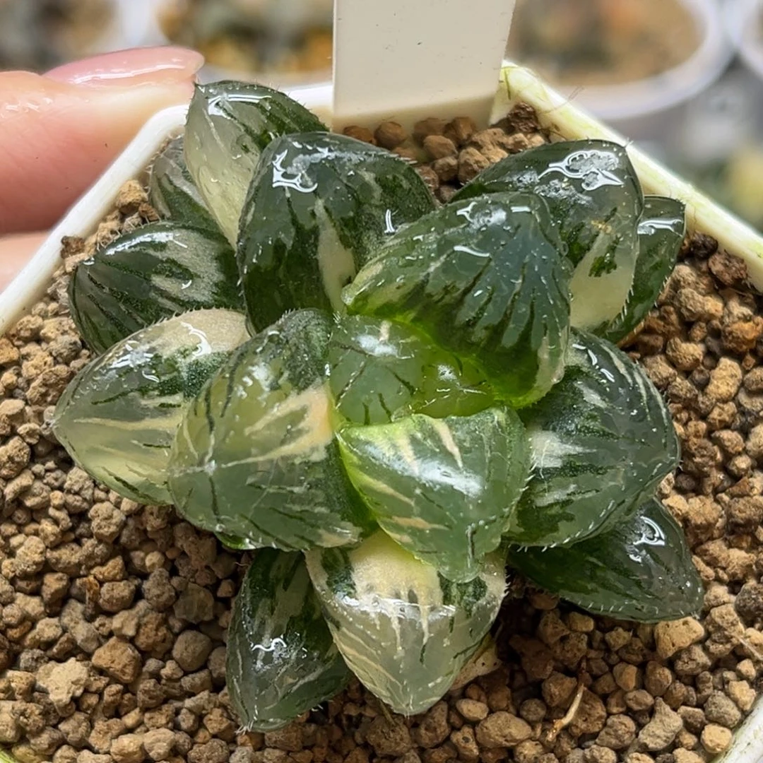 10大窗赤线玉露锦福利专场