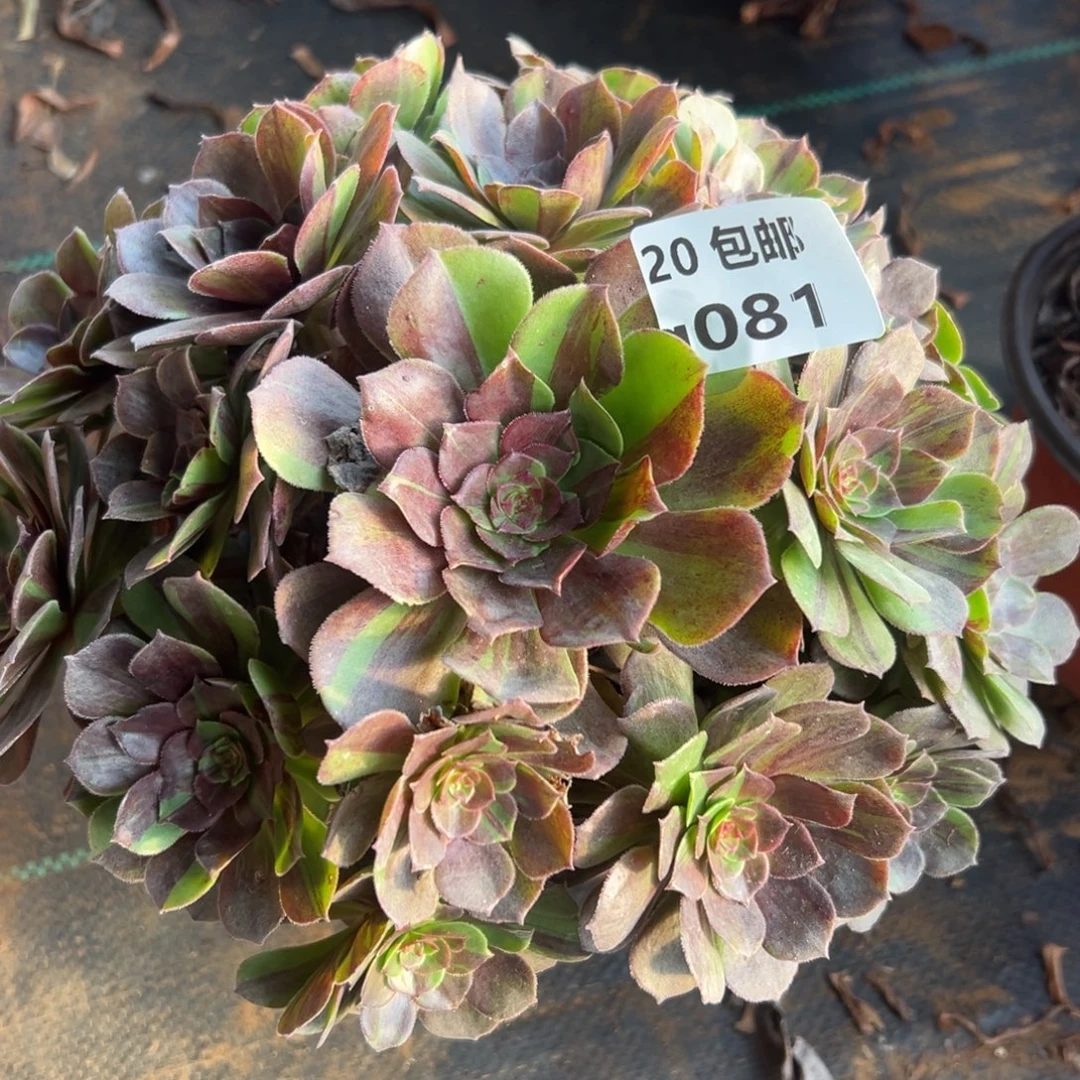 081花月夜，满20包邮嘟叮熊