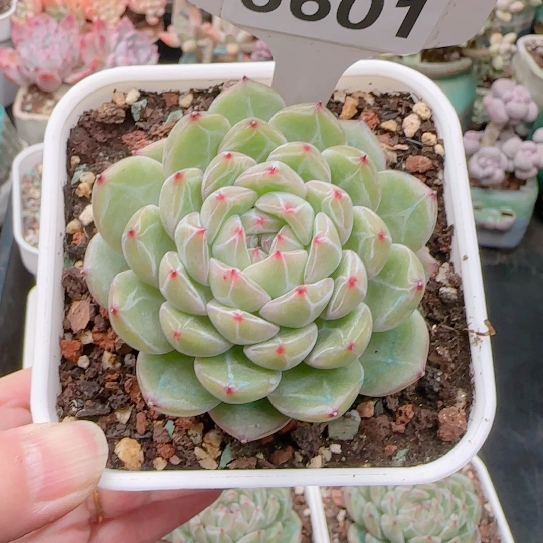 用****5多肉植物6601………………