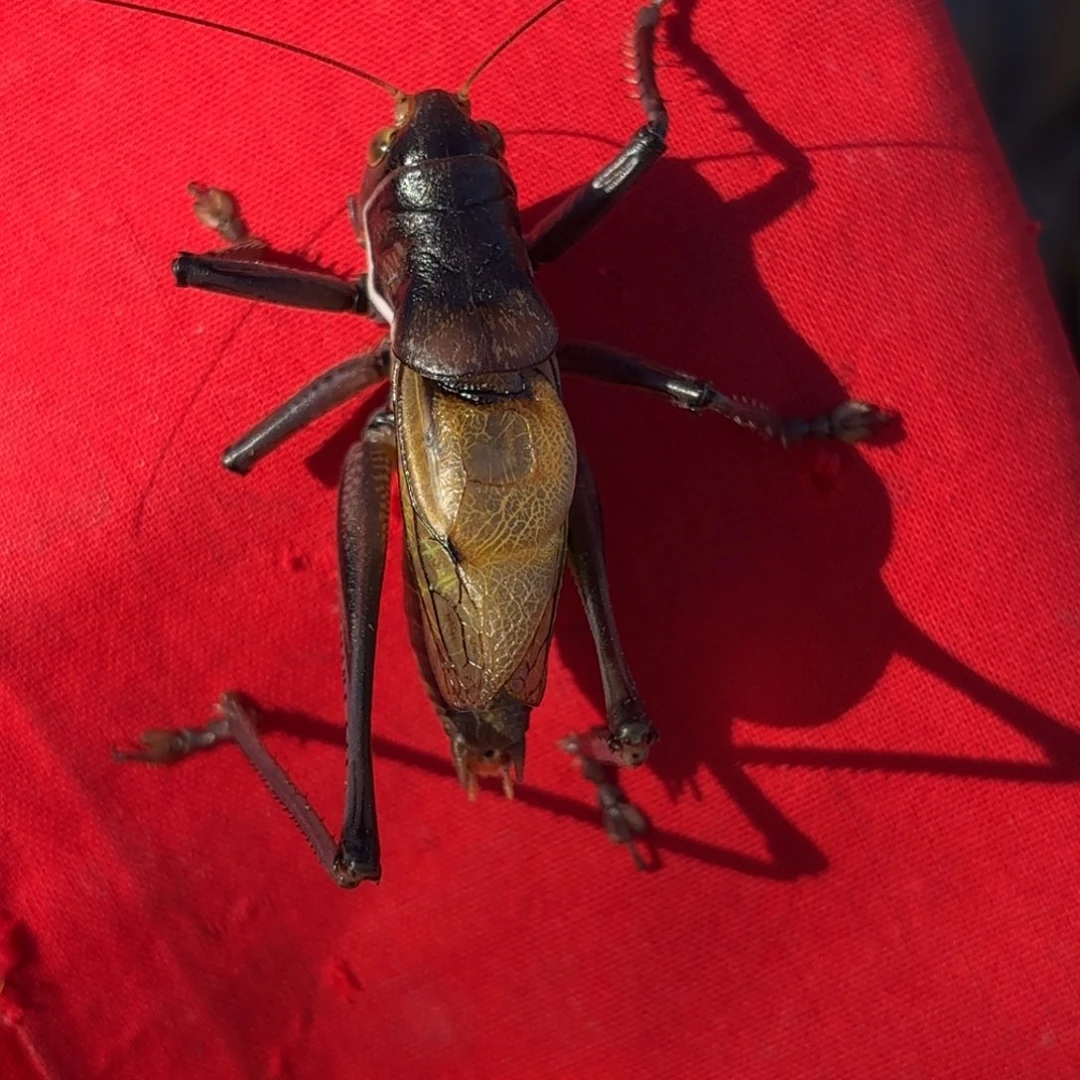 猛***脸蝈蝈蝈蝈福福价格