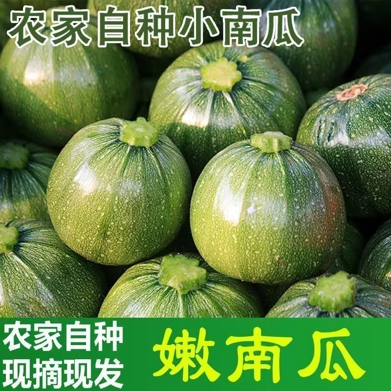 正宗云南高原露天嫩南瓜圆西葫芦鲜嫩绿皮嫩瓜鲜活蔬菜批发包邮
