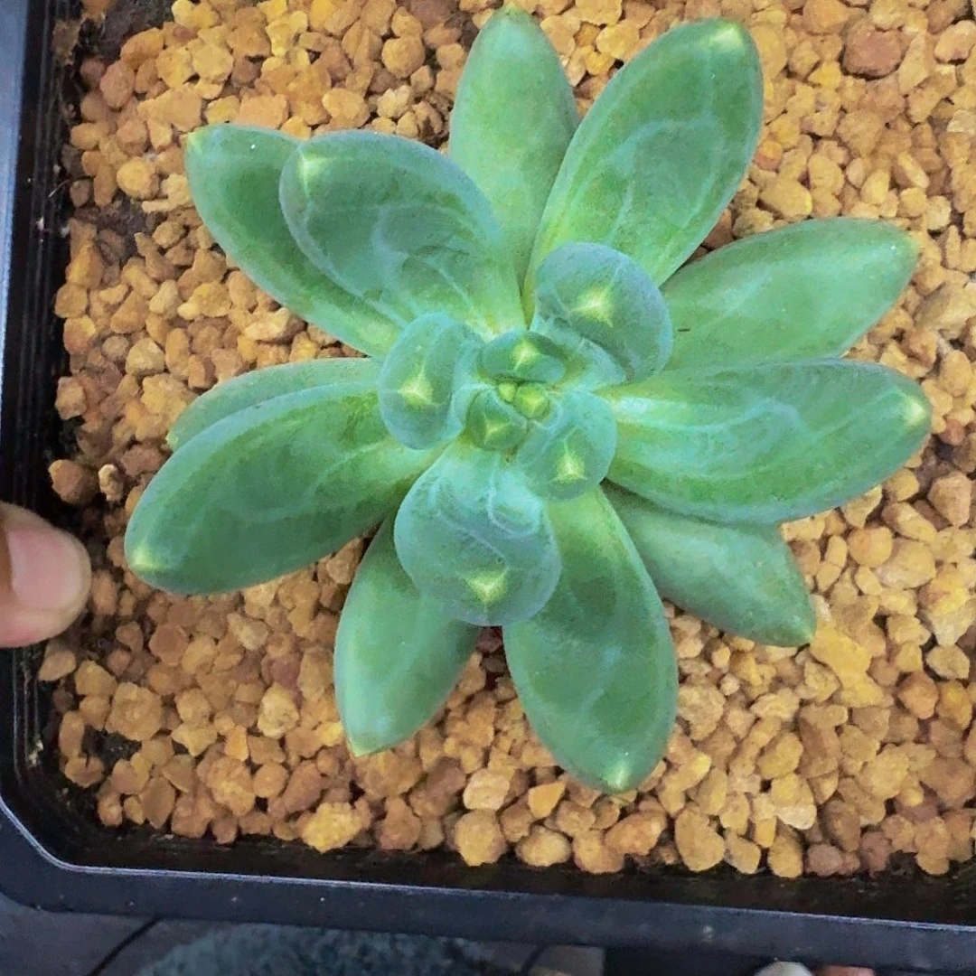 迷雾森林 一物一拍