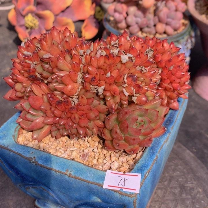 一物一拍脱土洛根发货75