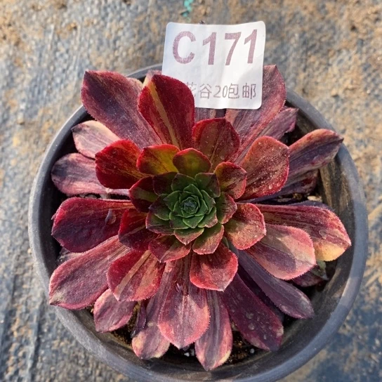 171莫兰迪多肉植物