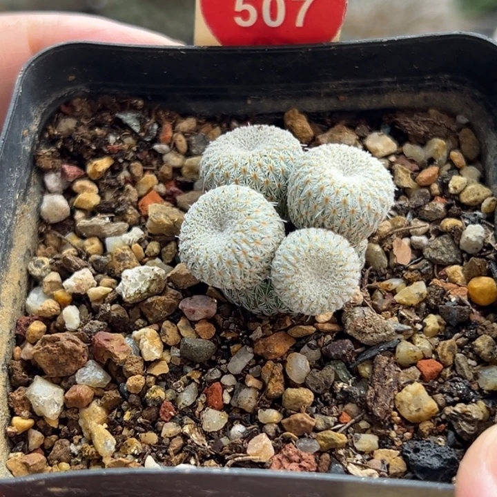 乌月丸群一棵6688