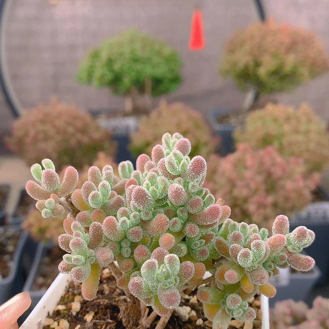 c347冰晶枝干番杏