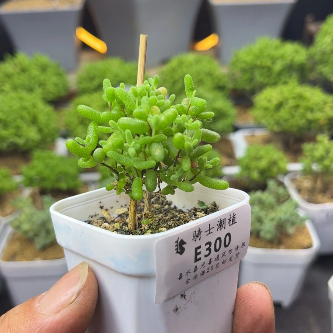 300蜜橘糖球枝干多肉