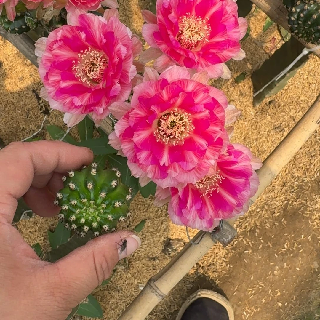 324丽花美6歪无根侧牙3公分左右很小