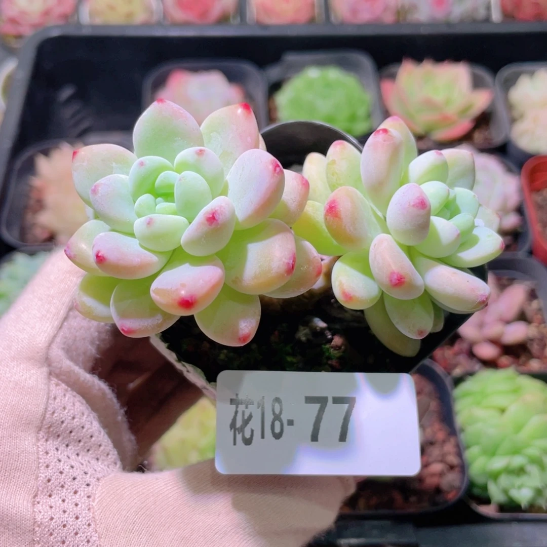 花利美18-77罗琦双头