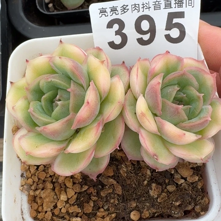 水晶虾饺双头          多肉植物