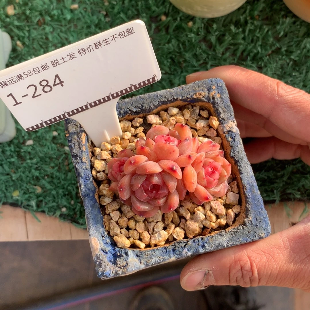 红色恋人老桩自然群多肉58包邮不包整