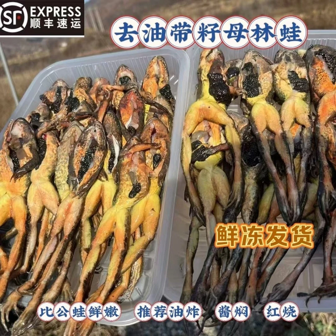 东北冰鲜去油带籽母林蛙 正宗长白山林蛙
