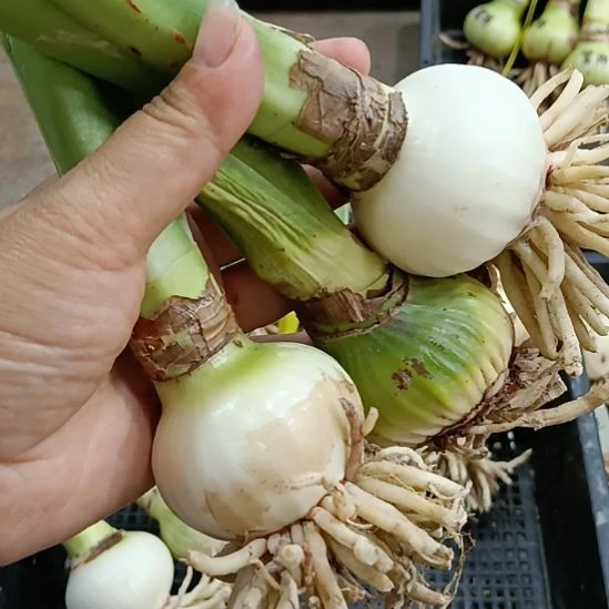 无花朵爱神4+发三个