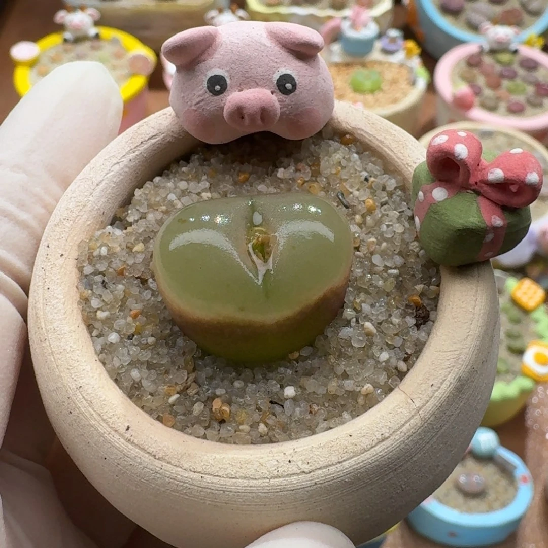 1123-01连盆带花冰魄