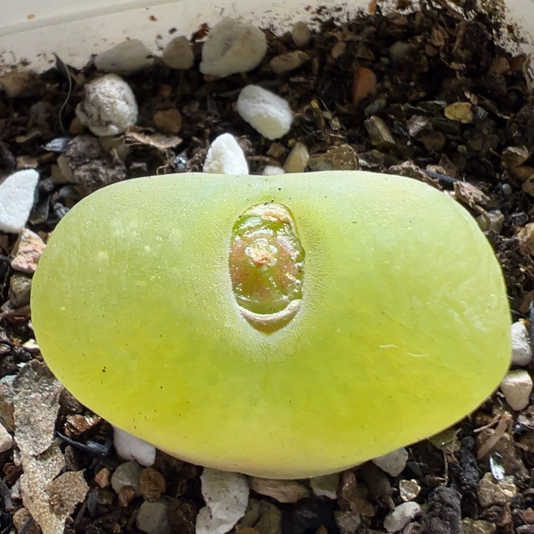 486多肉植物百科植物