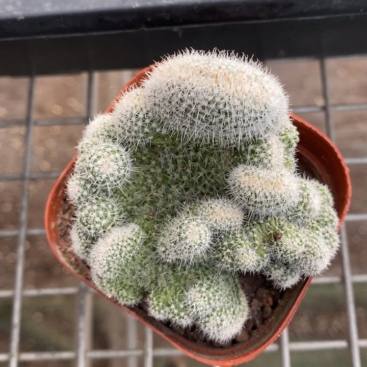 伯克利和格蕾纳等著名音乐