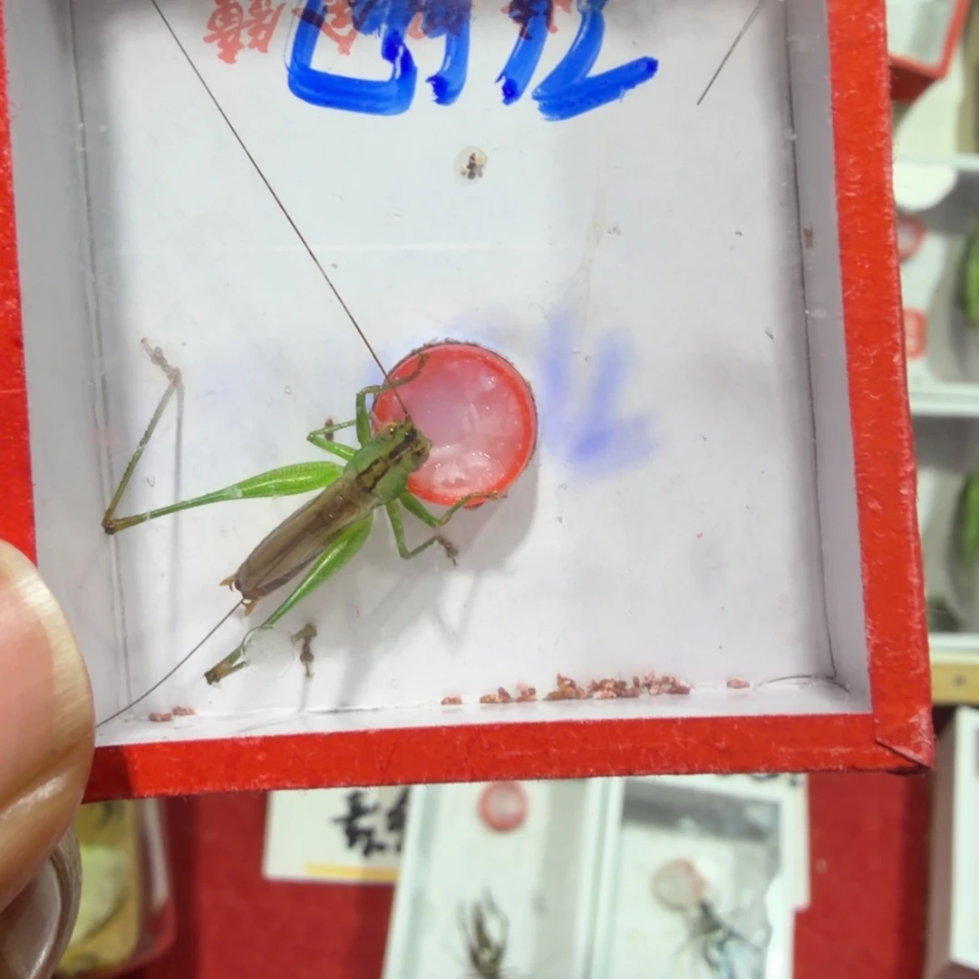 蟋蟀断须糖果一套