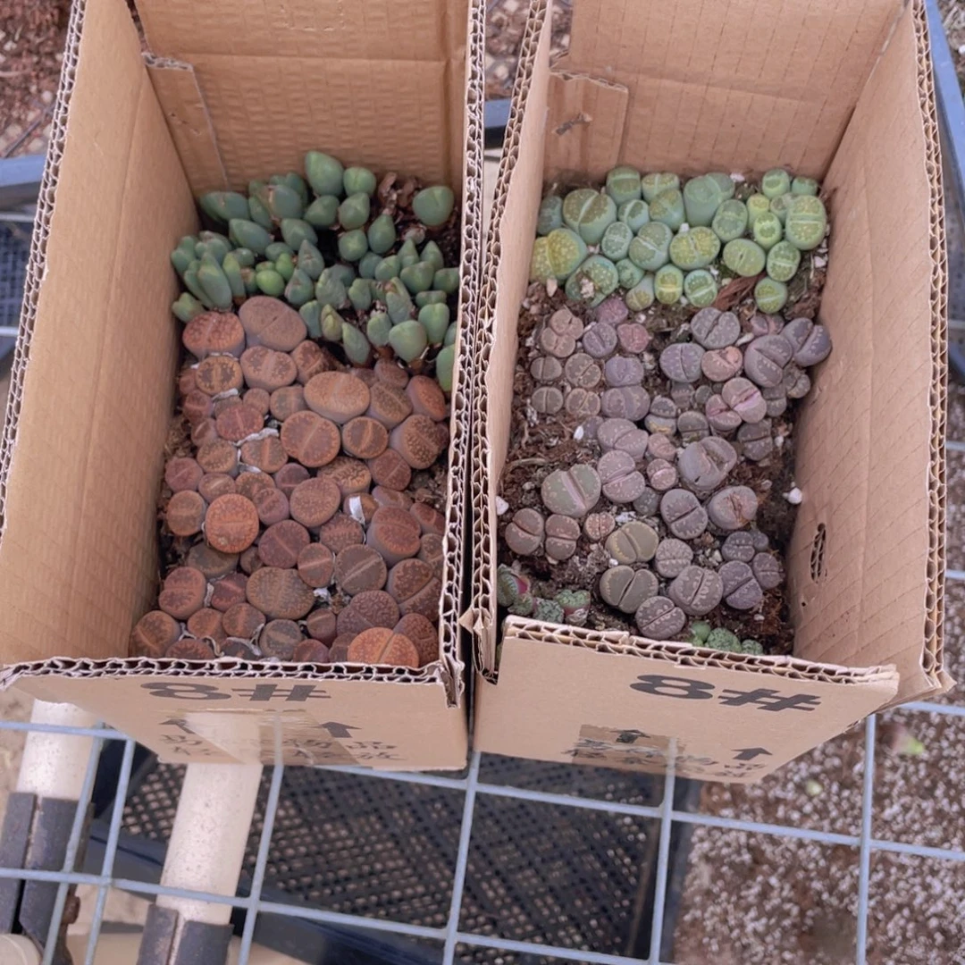 一箱拼箱88888888888