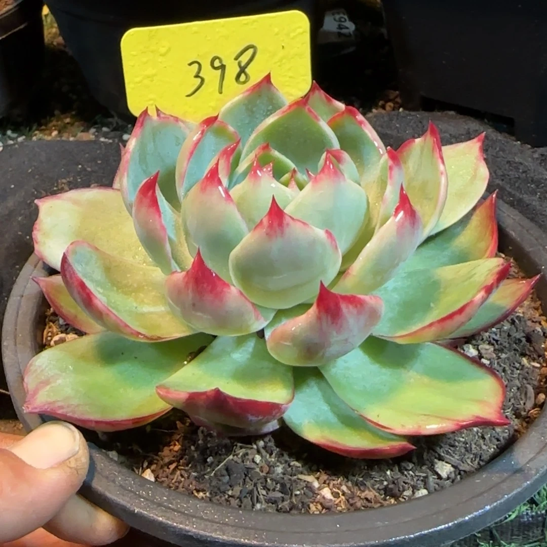 惊鸿一物一拍包装收缩花旱398